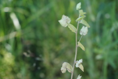 Veronica crista-galli