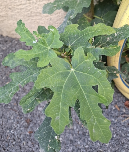 common fig