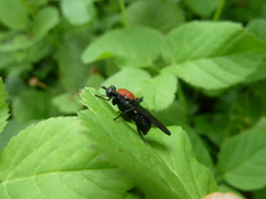 Clitellaria ephippium