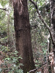 Eucalyptus smithii