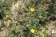 Potentilla inclinata