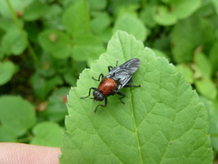Clitellaria ephippium