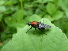 Clitellaria ephippium