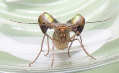 Zamarada plana denticincta