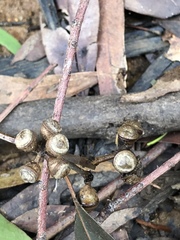 Eucalyptus smithii