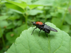 Clitellaria ephippium