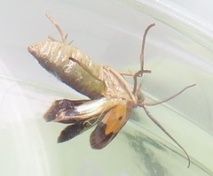 Zamarada plana denticincta