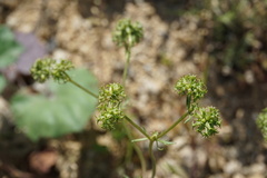 Valerianella uncinata