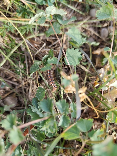 Knot Grass Moth
