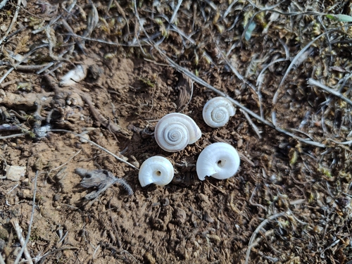 Heath Snail