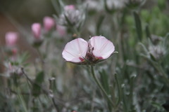 Convolvulus calvertii