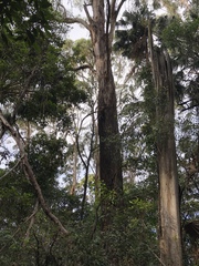 Eucalyptus smithii
