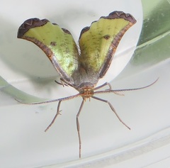 Zamarada plana denticincta