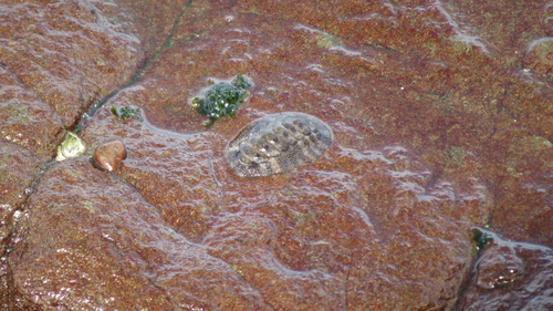 Liolophura japonica observed 2026-10-03