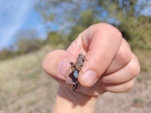 Blue-winged Grasshopper