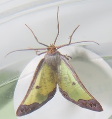 Zamarada plana denticincta