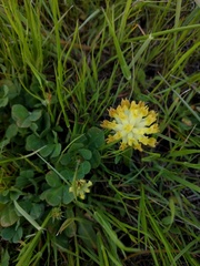Trifolium fucatum