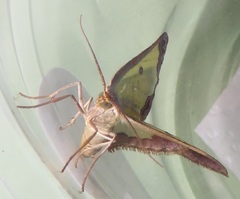 Zamarada plana denticincta