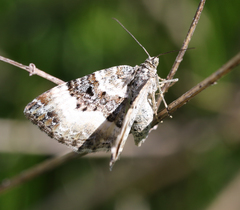 Epirrhoe rivata