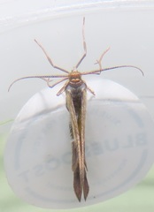 Zamarada plana denticincta