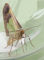 Zamarada plana denticincta