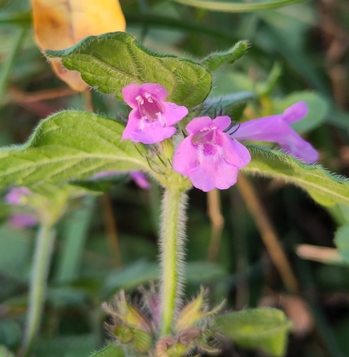 Wild Basil
