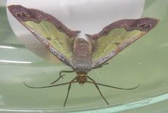 Zamarada plana denticincta