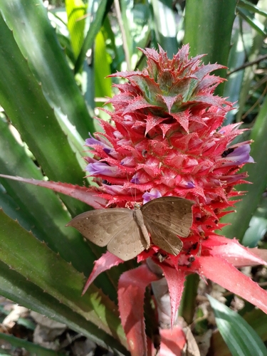 Eurybia pergaea