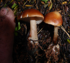 Rhodocollybia incarnata