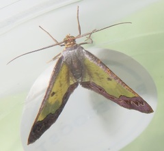 Zamarada plana denticincta