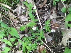 Moehringia lateriflora