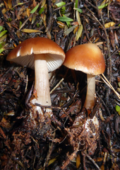 Rhodocollybia incarnata