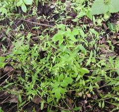 Memoremea scorpioides