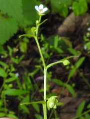 Memoremea scorpioides