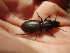 Mecodema crenaticolle