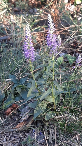 Spiked Speedwell