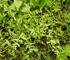 Memoremea scorpioides