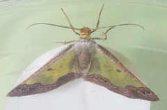 Zamarada plana denticincta