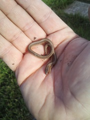 Tropidoclonion lineatum