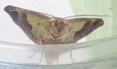 Zamarada plana denticincta