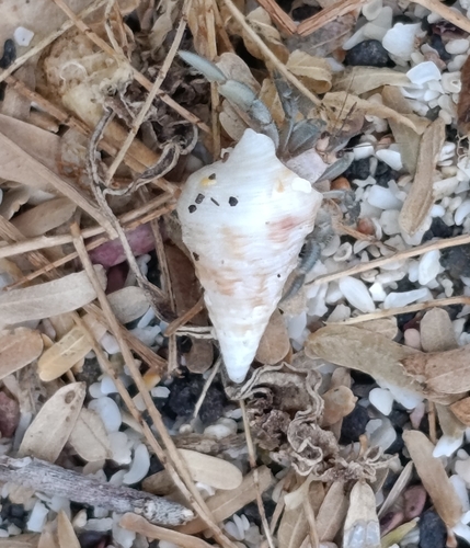 Cerithium adustum observed 2026-09-24