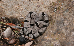 Crotalus lepidus klauberi