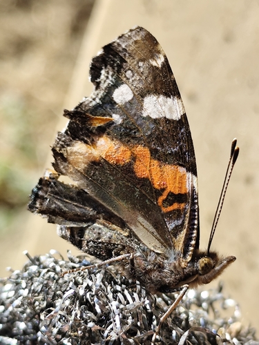 Red Admiral