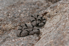 Crotalus lepidus klauberi