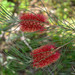 Needle Bottlebrush - Photo (c) Chris Lindorff, some rights reserved (CC BY-NC), uploaded by Chris Lindorff