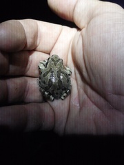 Pseudacris streckeri