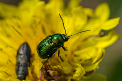 Cryptocephalus sericeus