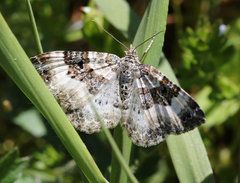 Epirrhoe rivata