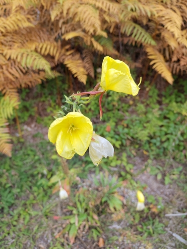 Large-flowered Evening-primrose