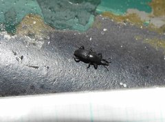 Polytus mellerborgii